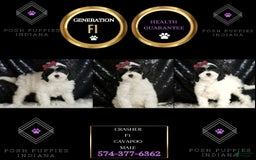 Cavapoo dogs for sale: Crasher - Image 4