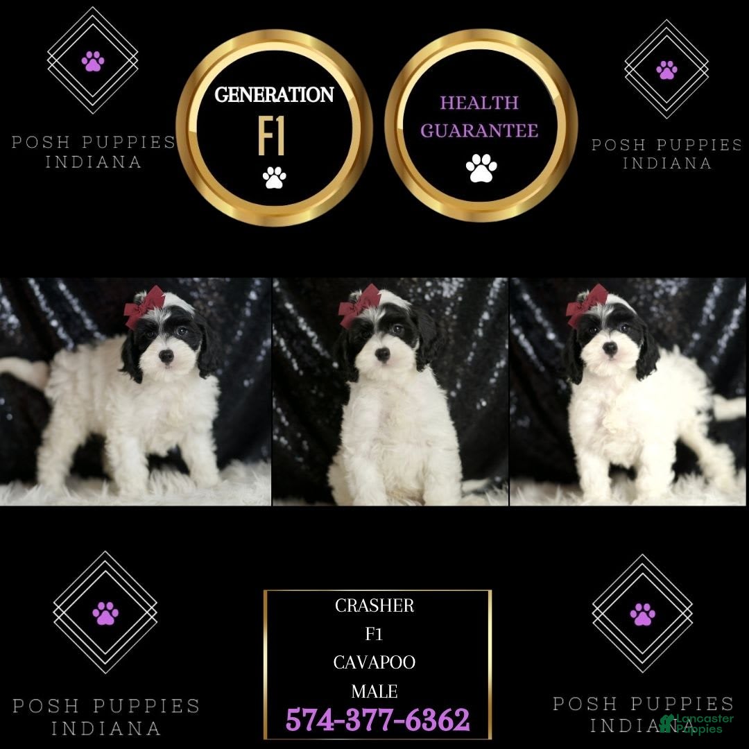 Cavapoo dogs for sale: Crasher - Image 4