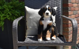 Bernese Mountain Dog dogs for sale: Lexi - Image 6