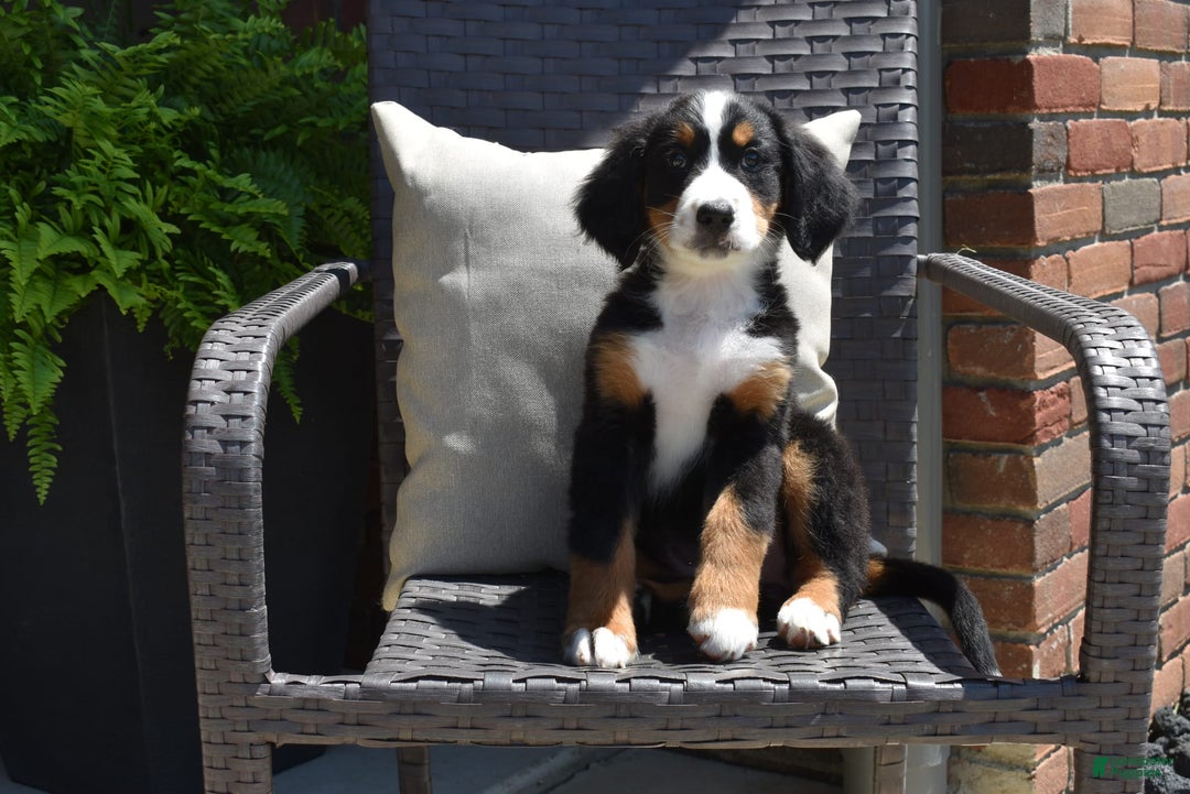 Bernese Mountain Dog dogs for sale: Lexi - Image 6
