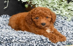 Miniature Poodle dogs for sale: Ranger - Image 9