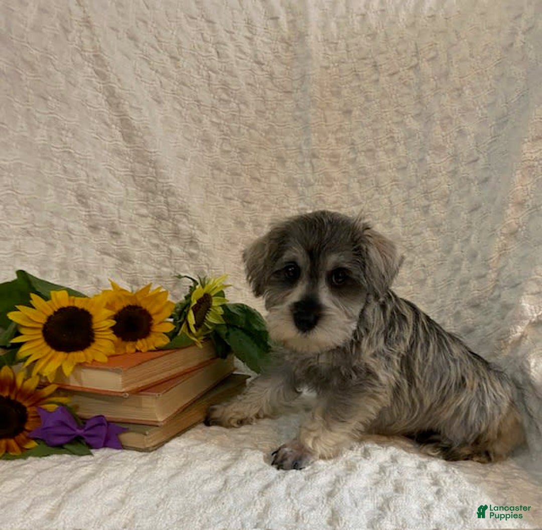 Miniature Schnauzer dogs for sale: Cammi - Image 1