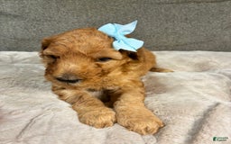 Mini Goldendoodle dogs for sale: Isla - Image 1