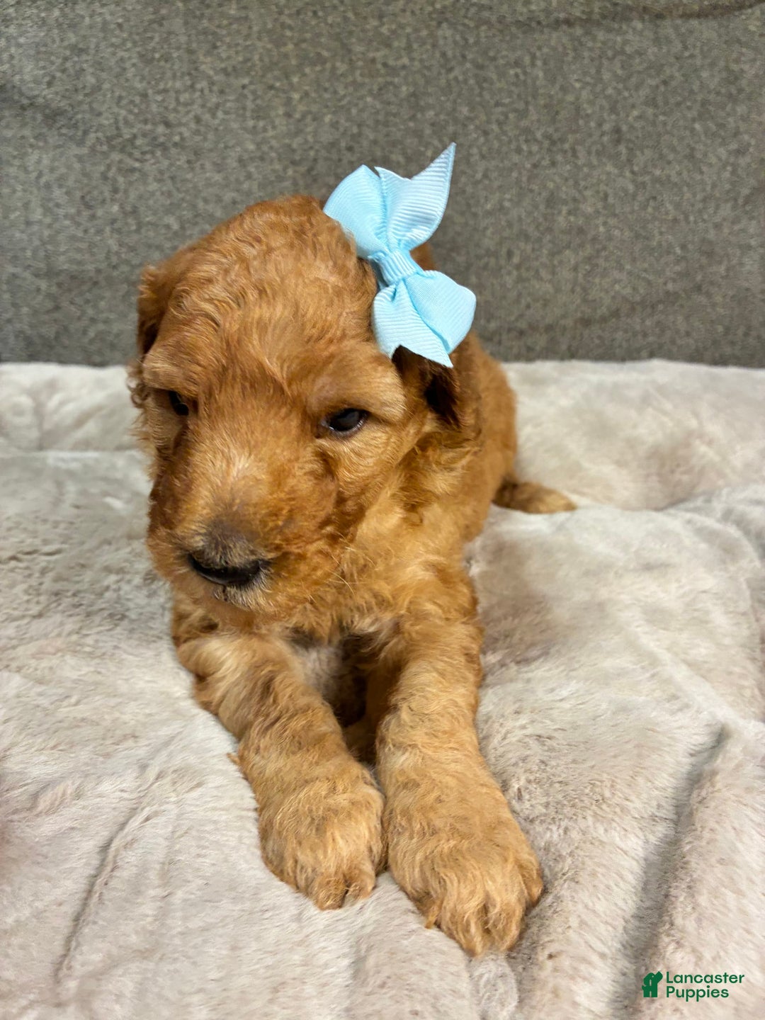 Mini Goldendoodle dogs for sale: Isla - Image 1