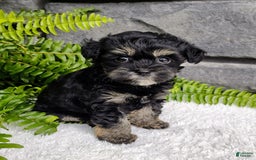 Havapoo dogs for sale: Callie - Image 2
