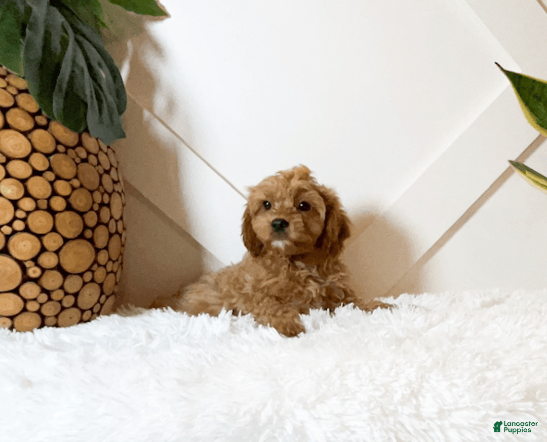 Cavapoo dogs for sale: Zena - Image 6