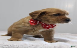 Golden Retriever dogs for sale: Amber - Image 12