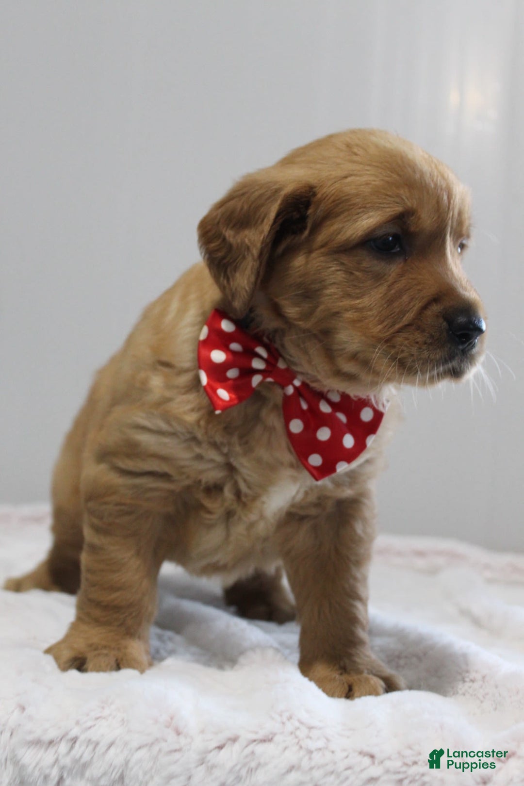 Golden Retriever dogs for sale: Amber - Image 12