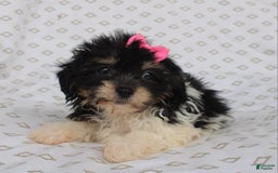 Shihpoo dogs for sale: Sandy - Image 5