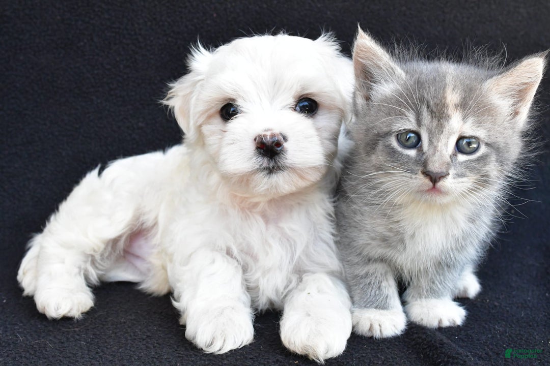 Maltese dogs for sale: River - Image 8