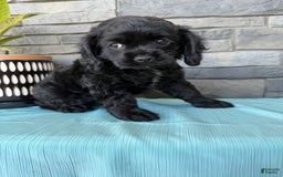 Cocker Spaniel dogs for sale: Tina - Image 13