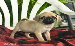 Pug dogs for sale: Melody - Image 2