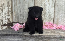 categoriesInfo:categoryAttributeOptions.pets.dogs.breed.belgianGroenendael dogs for sale: Abby - Image 7