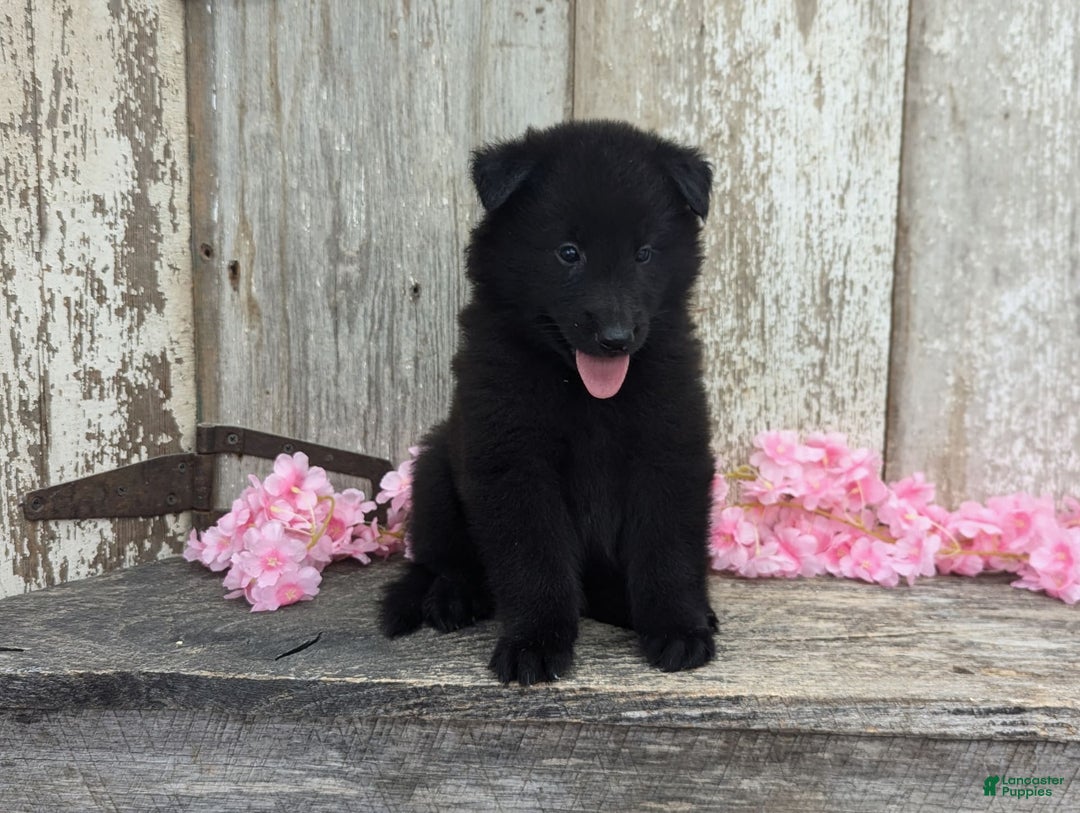 categoriesInfo:categoryAttributeOptions.pets.dogs.breed.belgianGroenendael dogs for sale: Abby - Image 7