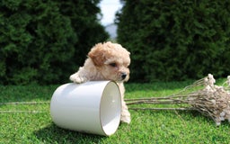 Toy Poodle dogs for sale: Cosmo - Image 1