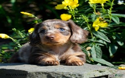 Miniature Dachshund dogs for sale: Missy - Image 4