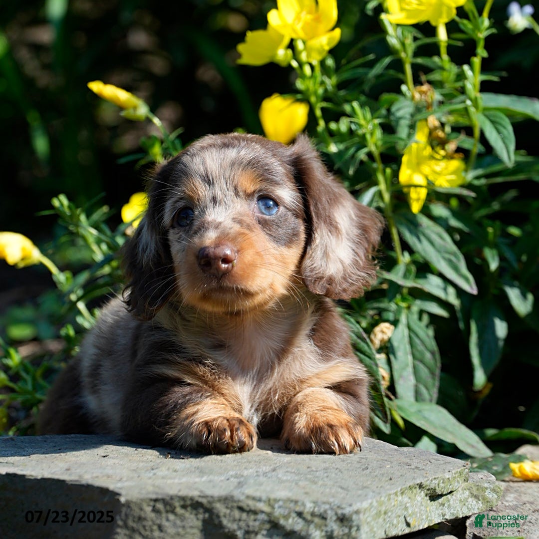 Miniature Dachshund dogs for sale: Missy - Image 4