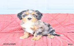 Miniature Bernese Mountain Dog dogs for sale: Leo - Image 5