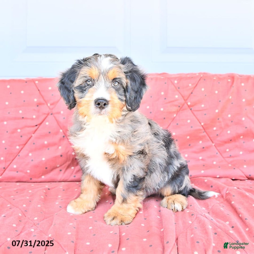 Miniature Bernese Mountain Dog dogs for sale: Leo - Image 5