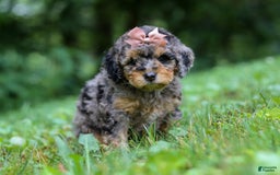 Cockapoo dogs for sale: Angela - Image 12