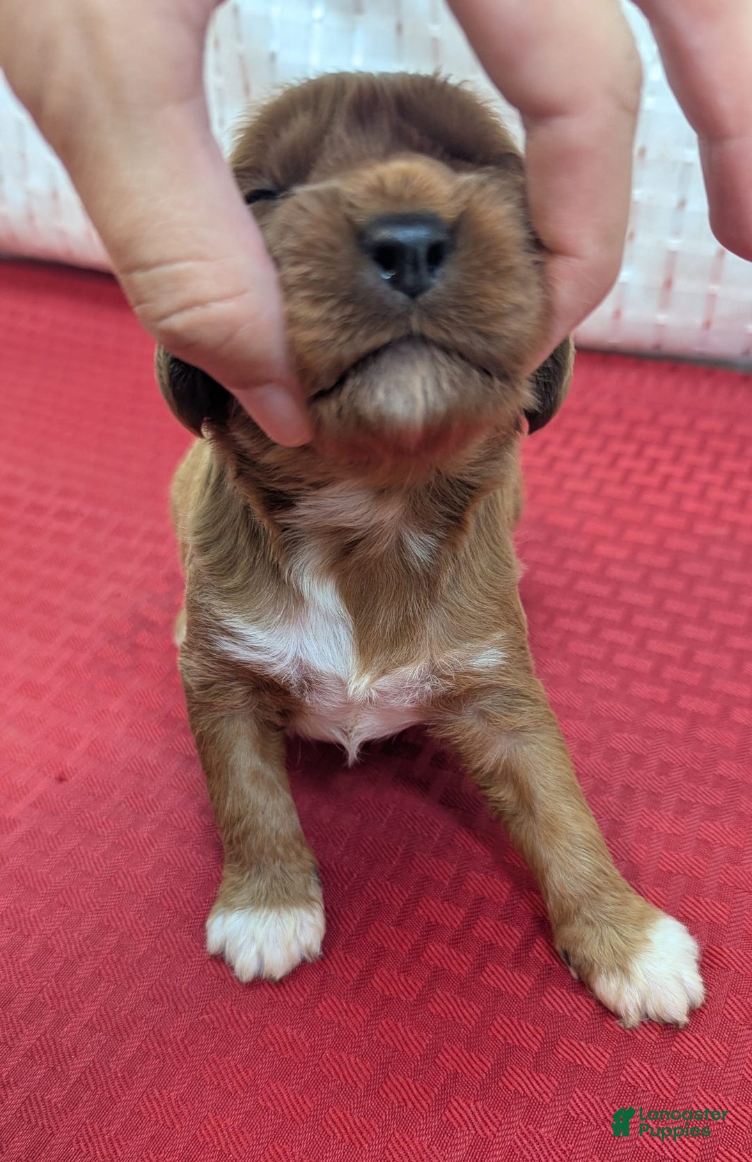 Cavapoo dogs for sale: Garrett - Image 5