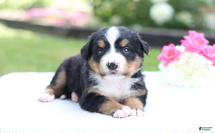 Bernese Mountain Dog dogs for sale - Ad 3