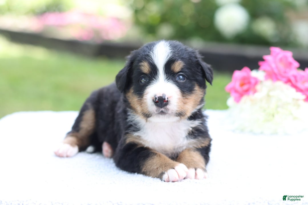 Bernese Mountain Dog dogs for sale: Paula AKC - Image 1