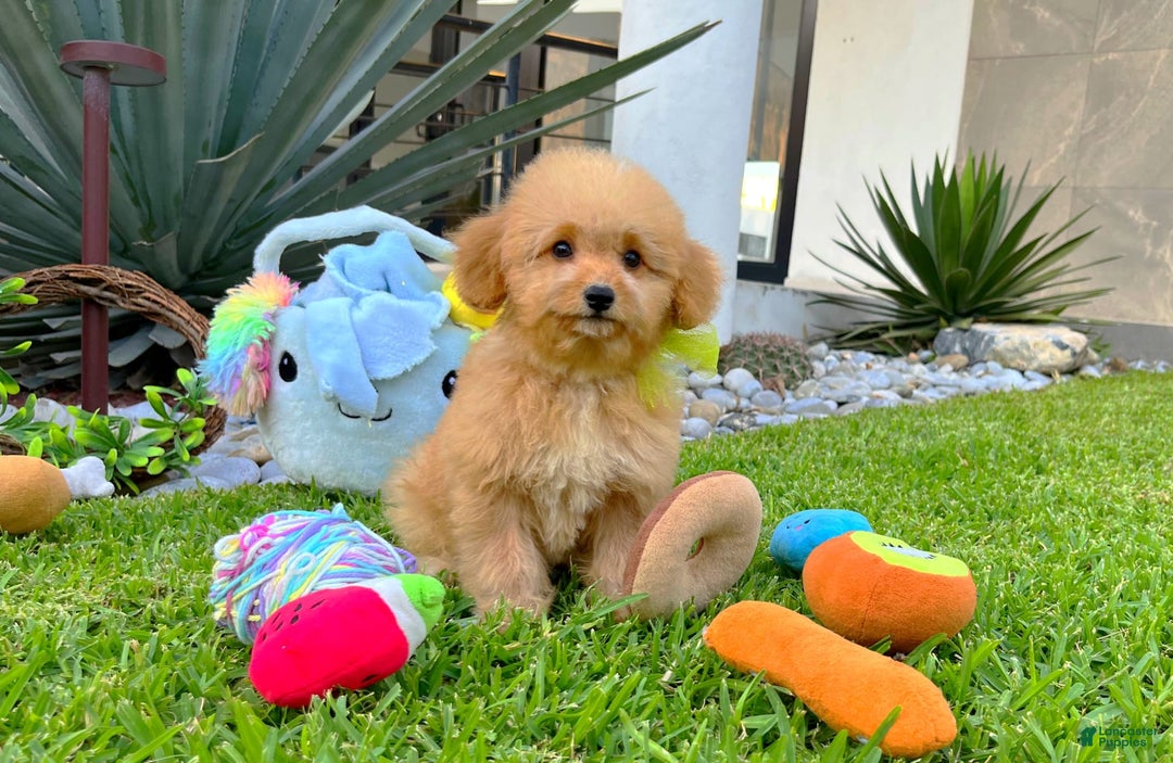 Maltipoo dogs for sale: King Jr - Image 3
