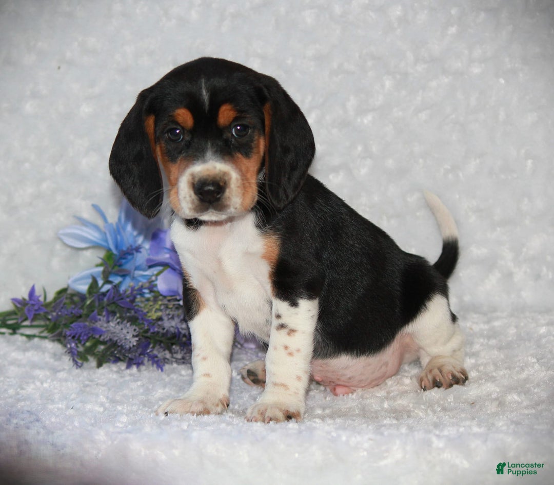 Beagle dogs for sale: Willy - Image 5