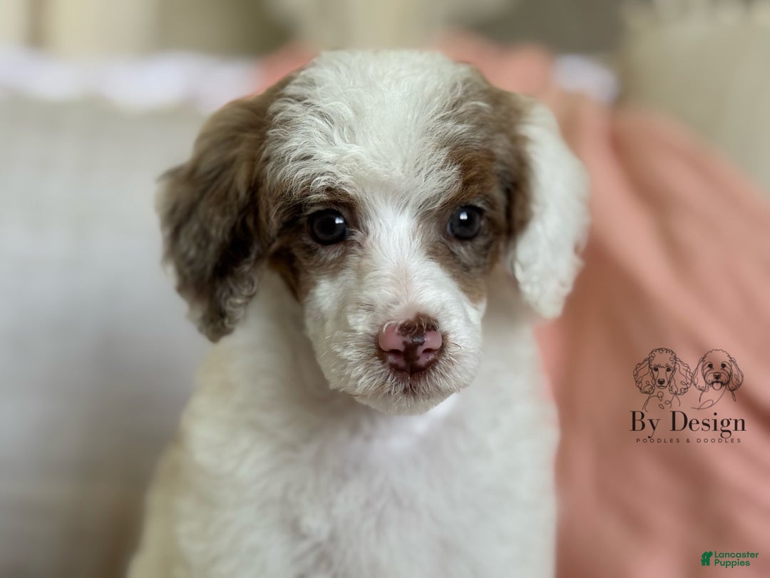 Standard Poodle dogs for sale: Addy Chocolate Tri Merle Parti - Image 6