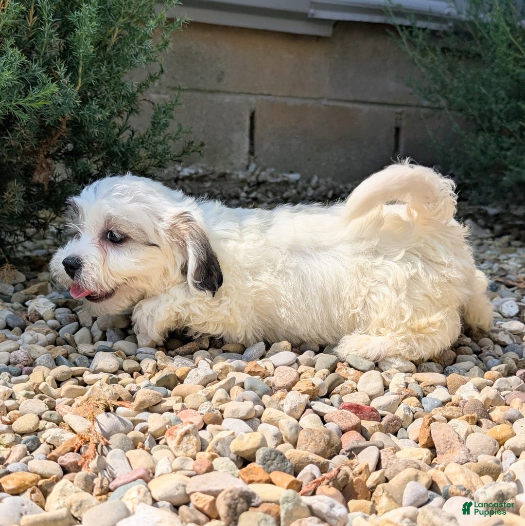 Teddy Bear dogs for sale: Teddy Bear 5 puppies - Image 3