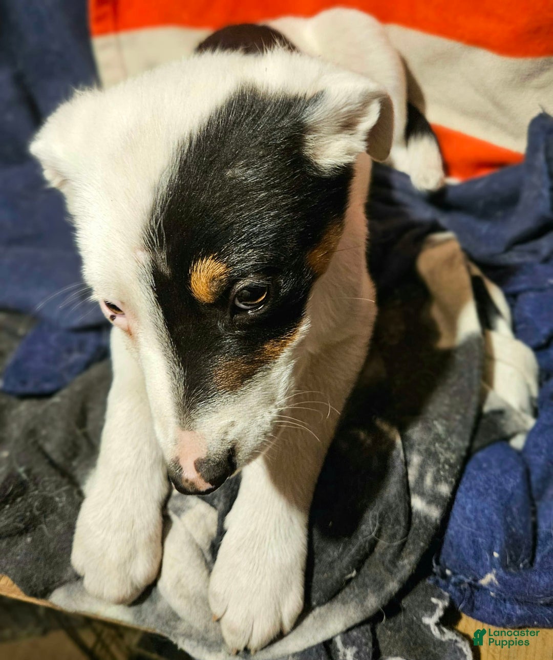 Border Collie dogs for sale: Gumbi - Image 30