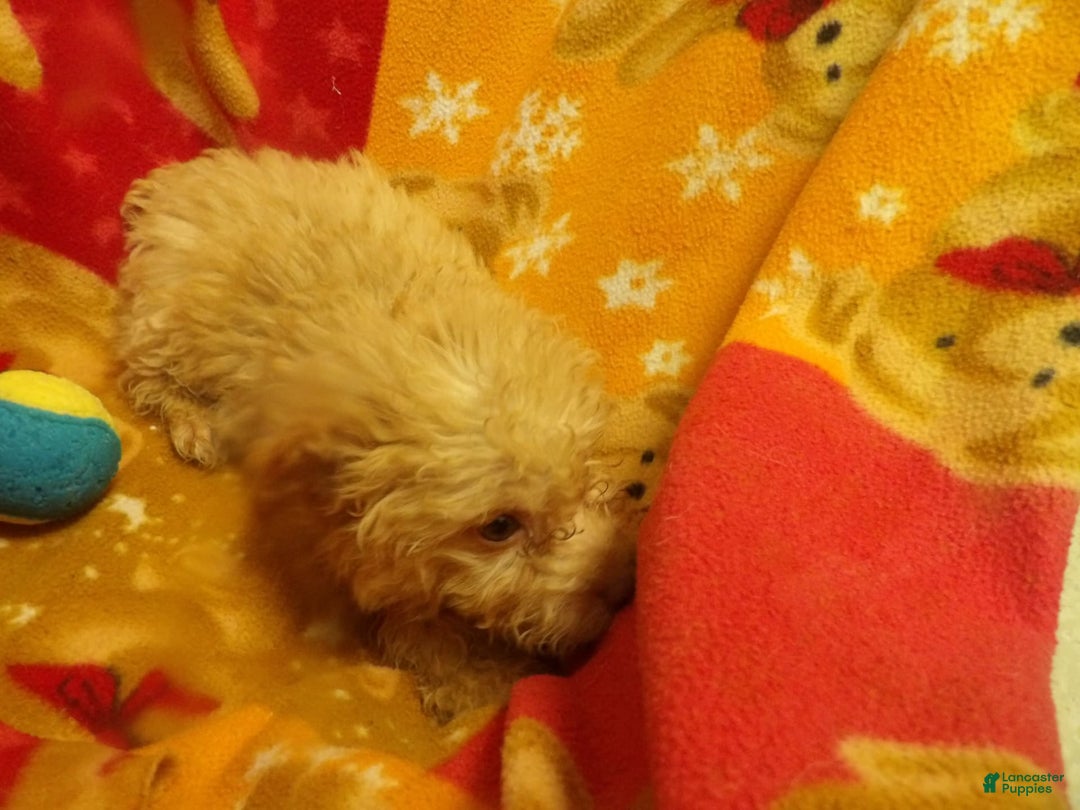 Aussiedoodle dogs for sale: CARMEL - Image 2