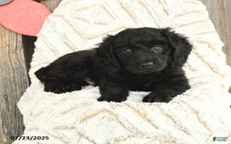 Mini Goldendoodle dogs for sale: Micky - Image 2