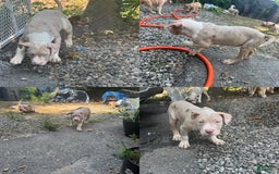 American Bully dogs for sale: Dot - Image 1