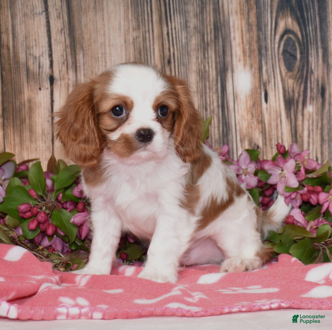 Cavalier King Charles Spaniel dogs for sale: Boomer - Image 8
