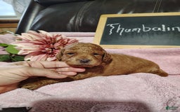 Mini Goldendoodle dogs for sale: Thumbelina - Image 1