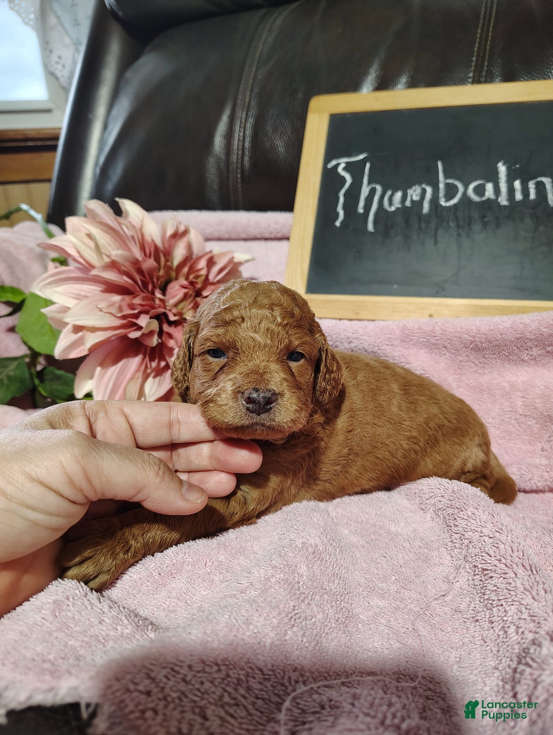 Mini Goldendoodle dogs for sale: Thumbelina - Image 1