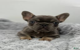French Bulldog dogs for sale: French Bulldog 7 puppies - Image 7