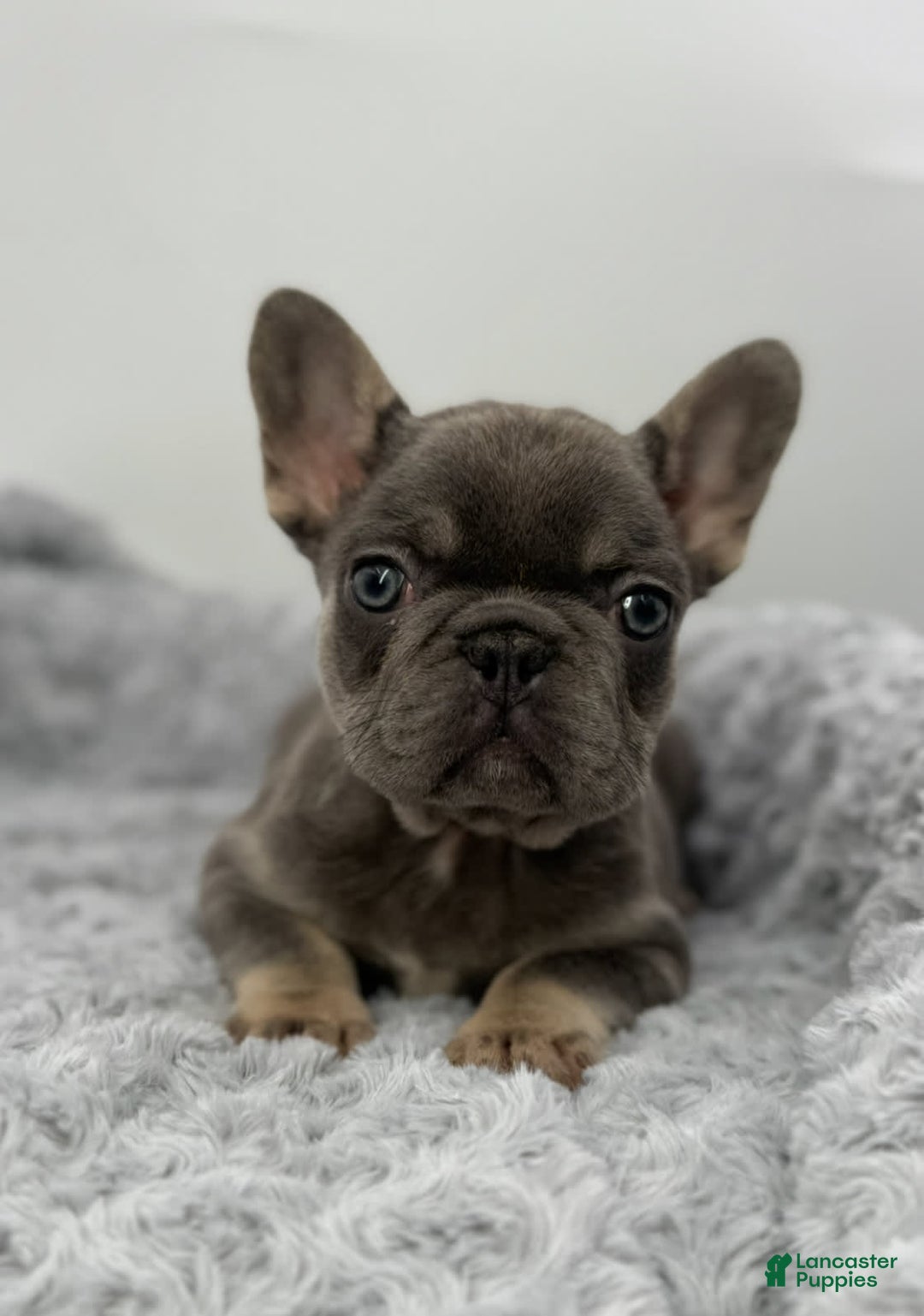 French Bulldog dogs for sale: French Bulldog 7 puppies - Image 7