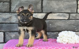 German Shepherd dogs for sale: Melody - Image 2