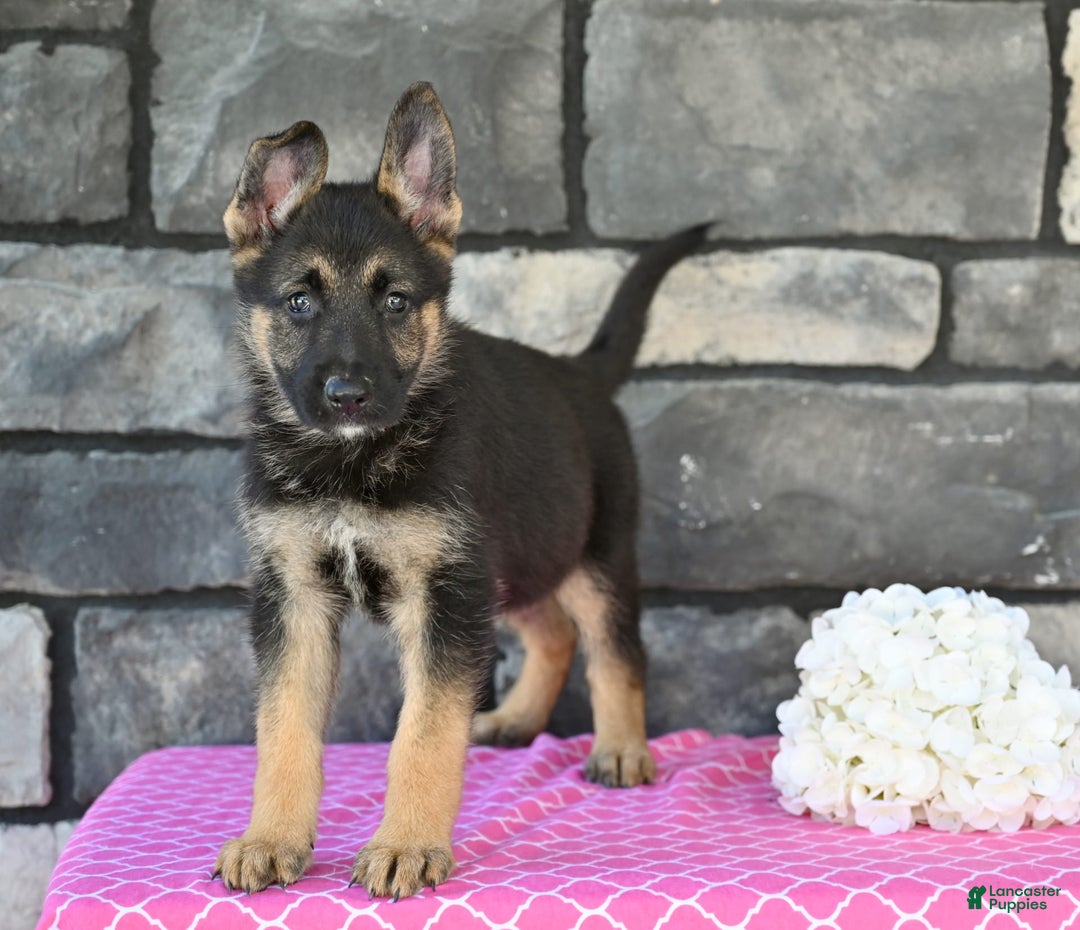 German Shepherd dogs for sale: Melody - Image 2