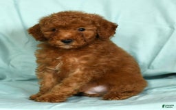 Mini Goldendoodle dogs for sale: Duke - Image 6