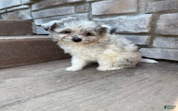 Pomapoo dogs for sale: Mason - Image 3