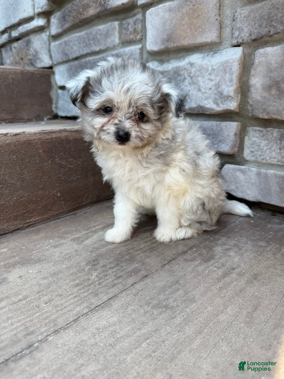 Pomapoo dogs for sale: Mason - Image 3