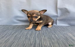 Chihuahua dogs for sale: Reggie - Image 7