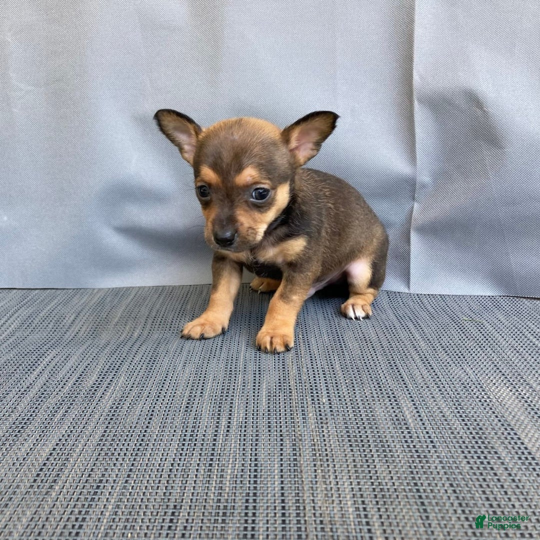 Chihuahua dogs for sale: Reggie - Image 7