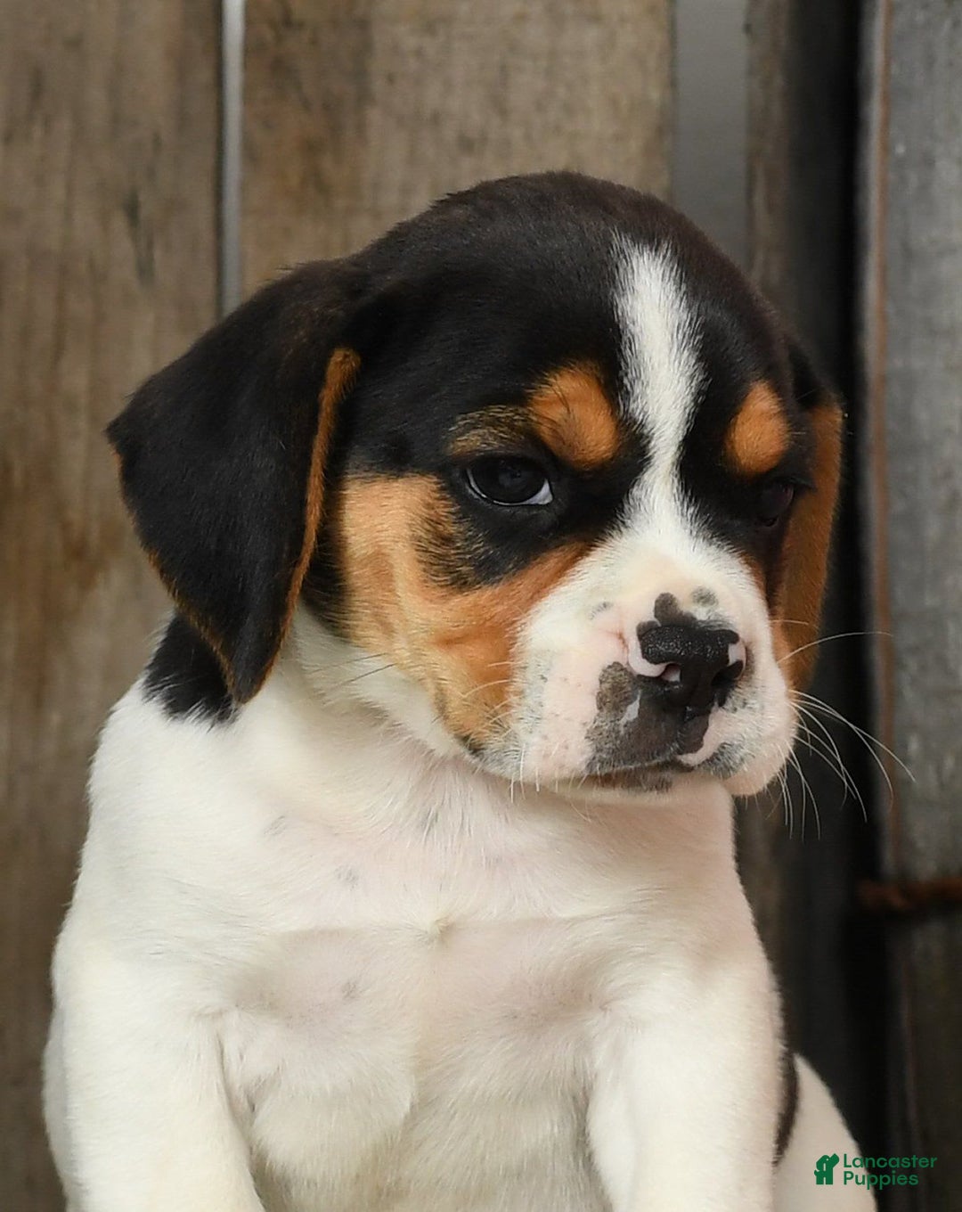 Beabull dogs for sale: Wendy - Image 3
