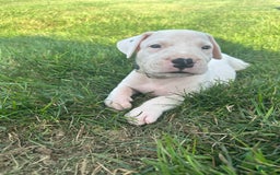 Dogo Argentino dogs for sale: Grey - Image 1