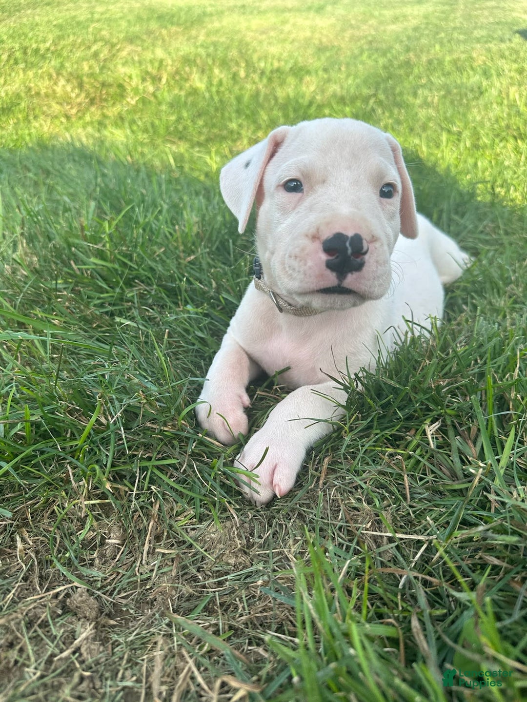Dogo Argentino dogs for sale: Grey - Image 1